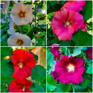 Alcea Rosea Alcea Rosea
