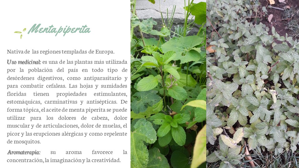 Diapositiva177